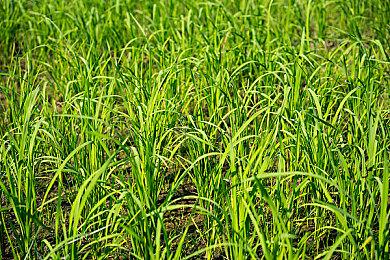 TGA 2024：4v4免费射击游戏《分裂之门2》公布全新预告